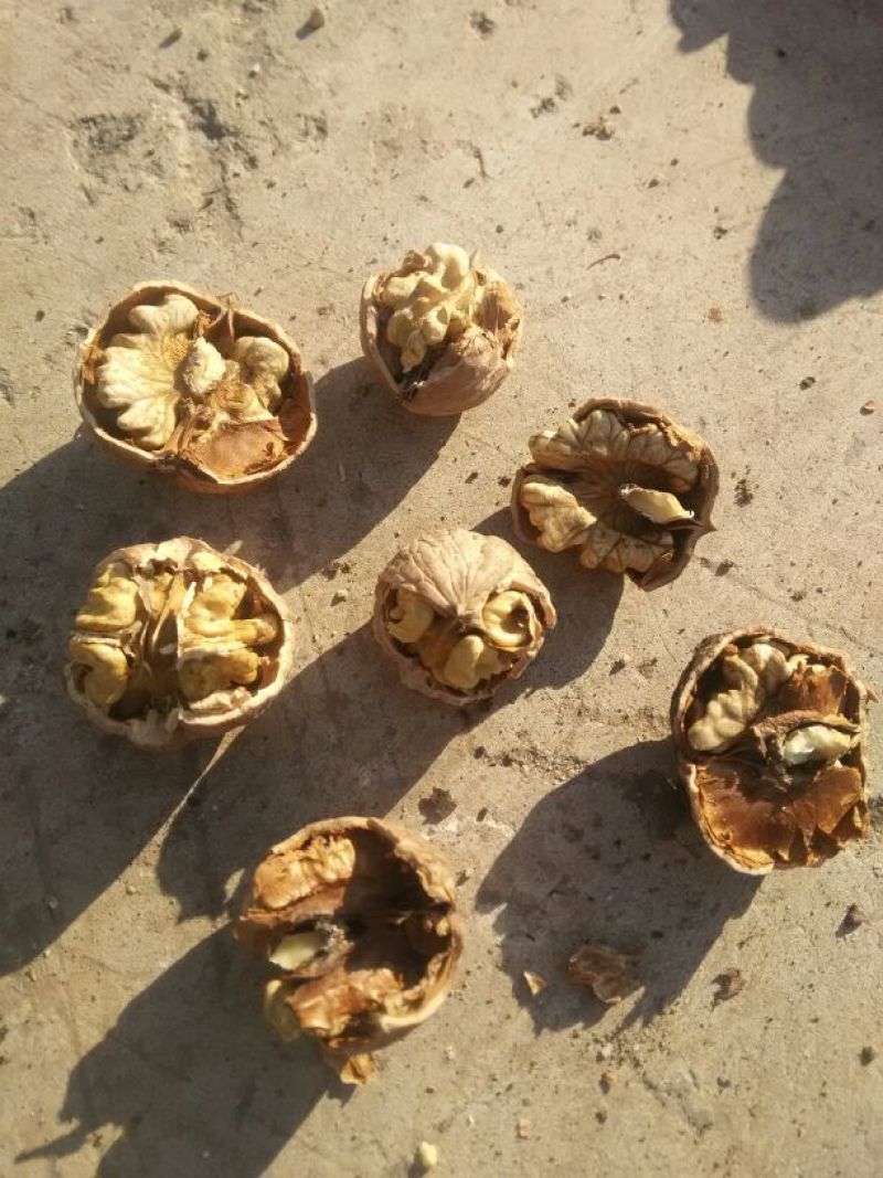 河北唐山老品种核桃