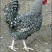 芦花鸡苗出壳苗35~45克通货