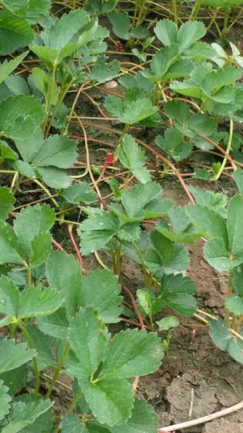 草莓苗，红宝草莓苗，四季草莓苗，草莓苗育苗基地，包品种