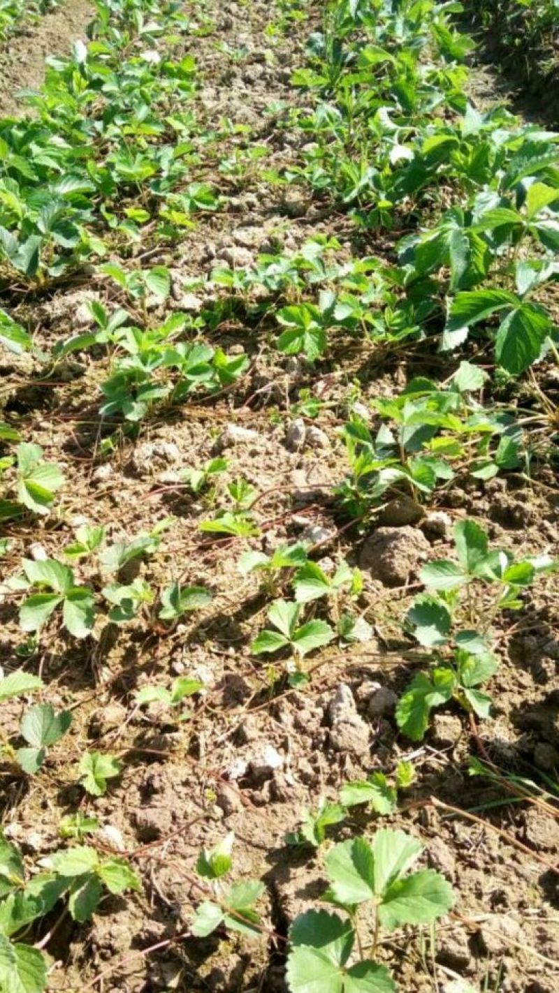 草莓苗，红宝草莓苗，四季草莓苗，草莓苗育苗基地，包品种
