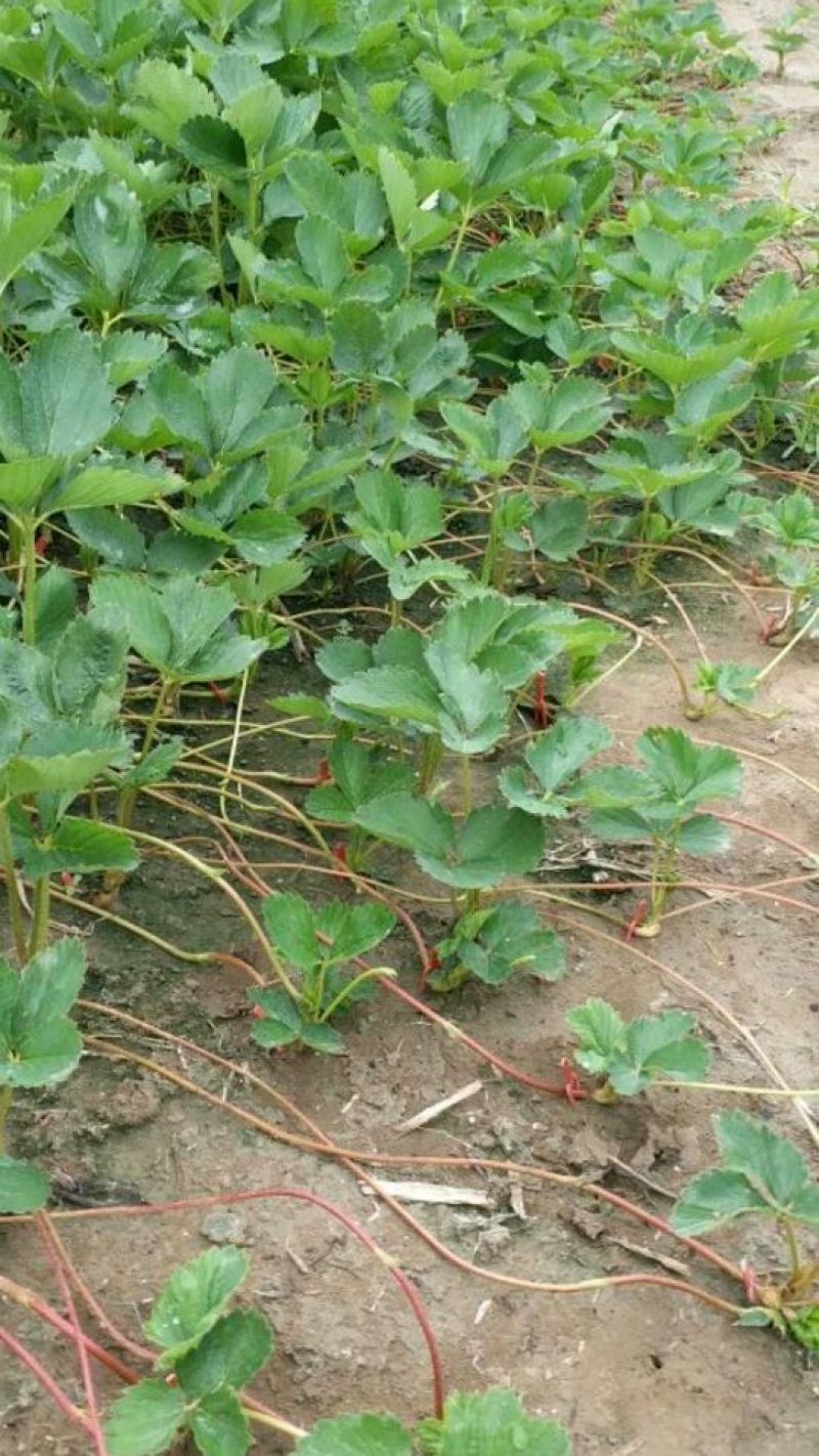 草莓苗，红宝草莓苗，四季草莓苗，草莓苗育苗基地，包品种