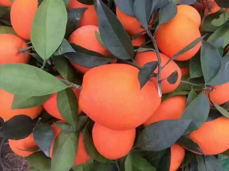 柑桔冰糖橙地理文化遗产