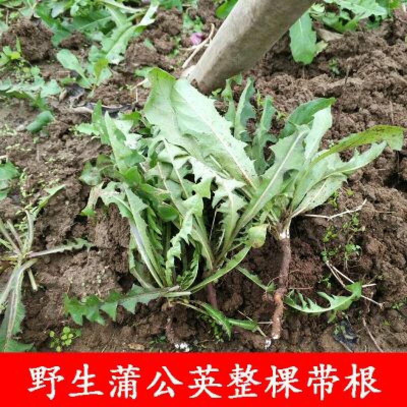 蒲公英种子98%以上