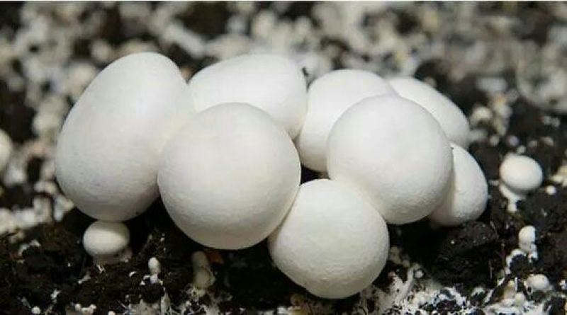 新鲜口蘑，优质双孢菇