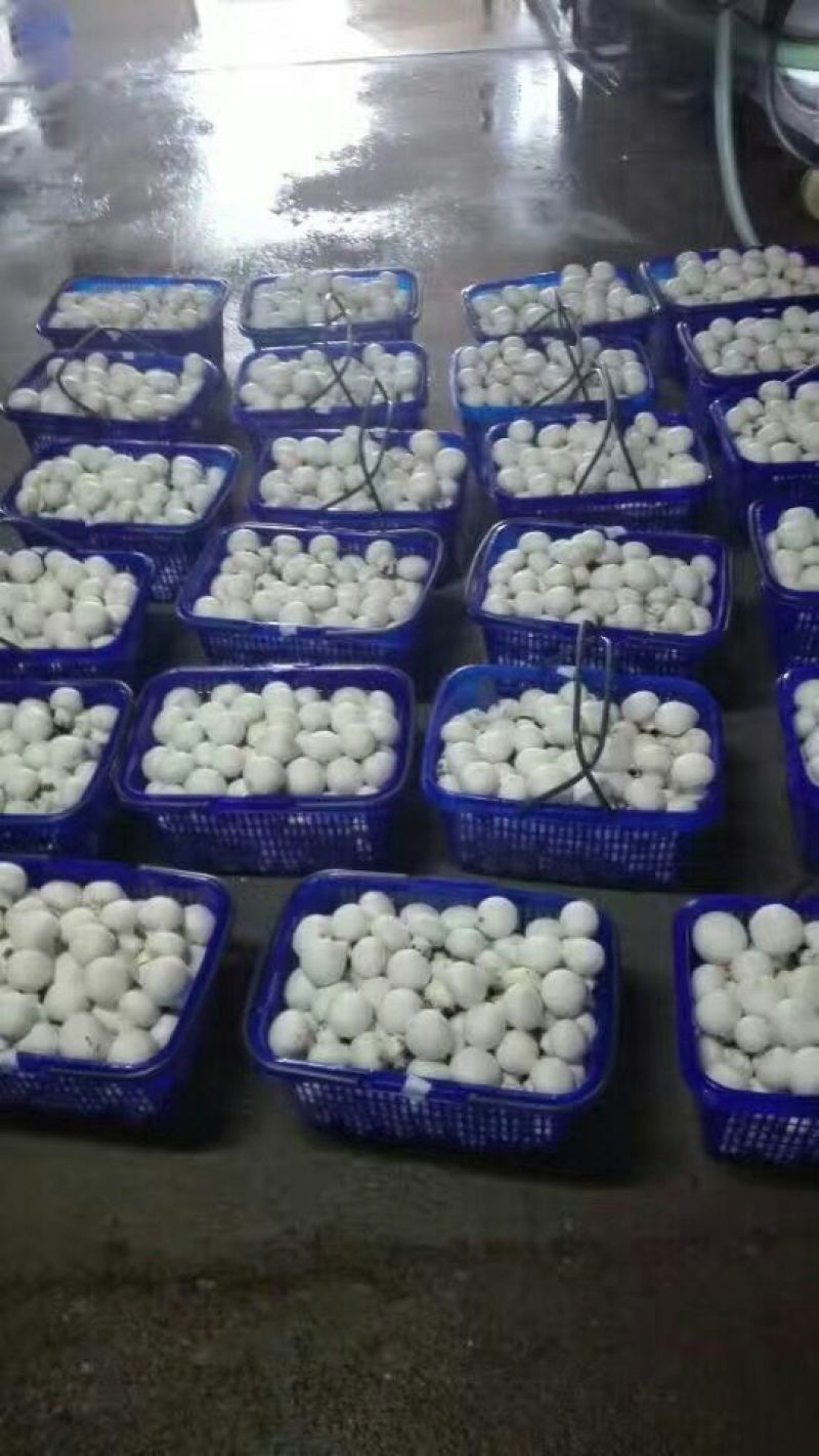 新鲜口蘑，优质双孢菇