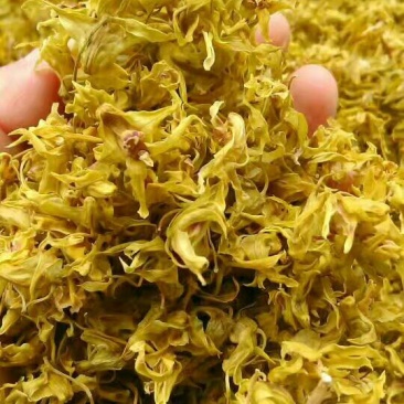 铁皮石斛干花雁荡山仿野生