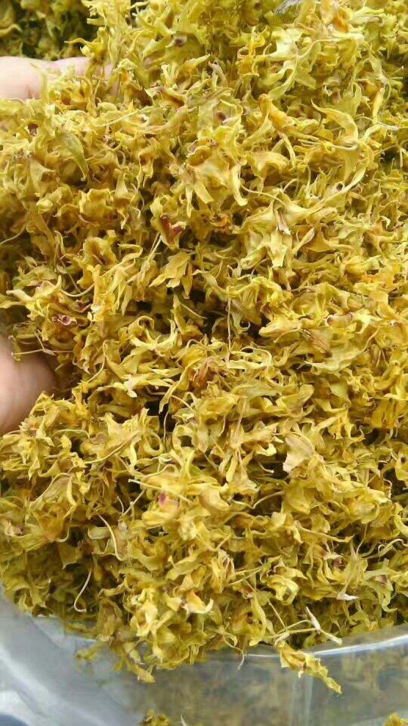 铁皮石斛干花雁荡山仿野生