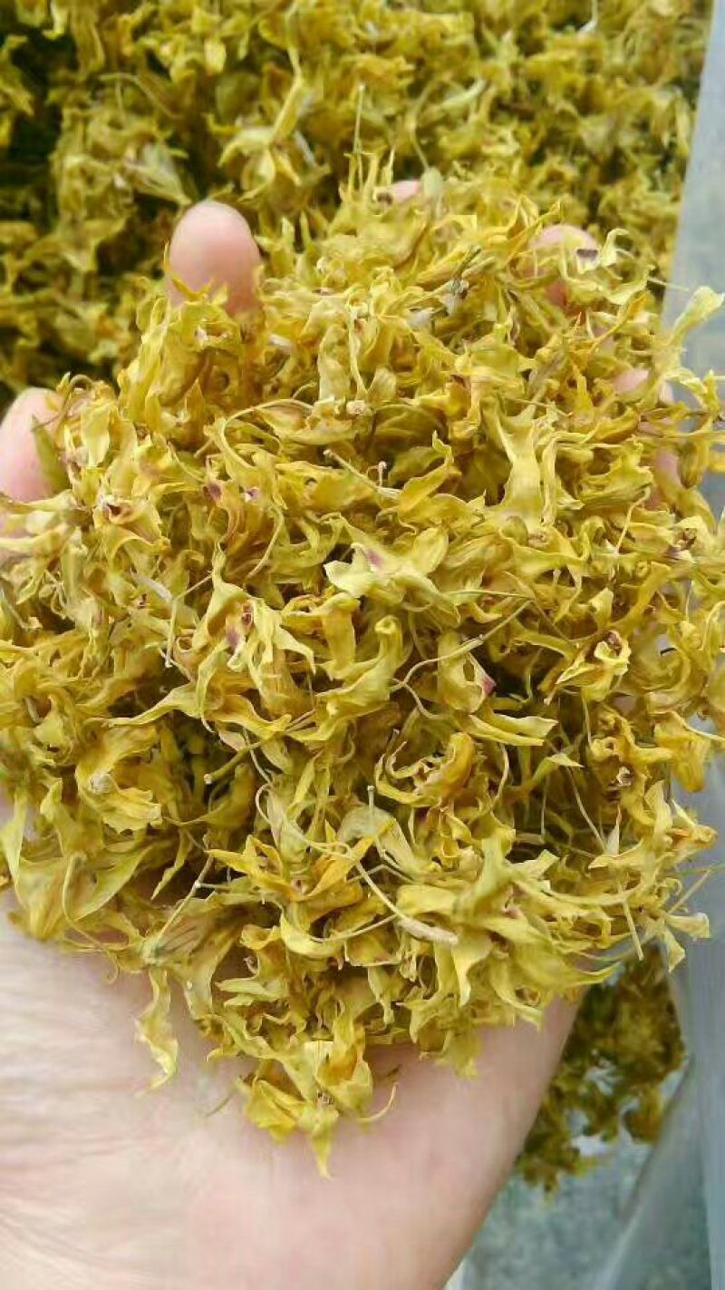 铁皮石斛干花雁荡山仿野生
