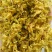 铁皮石斛干花雁荡山仿野生