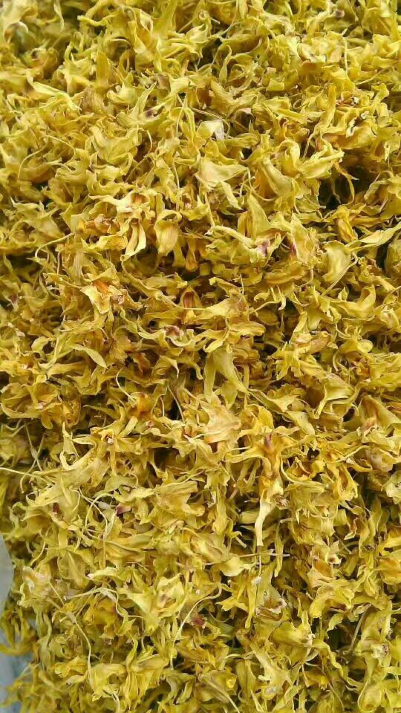 铁皮石斛干花雁荡山仿野生