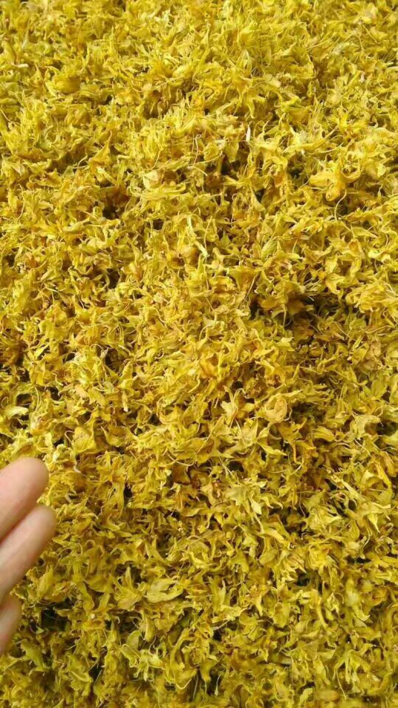 铁皮石斛干花雁荡山仿野生