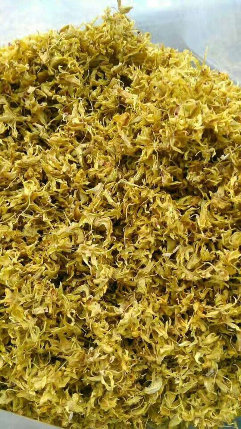 铁皮石斛干花雁荡山仿野生