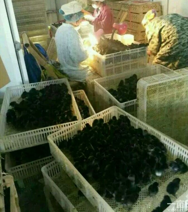 绿壳蛋鸡苗35~45克出壳苗通货