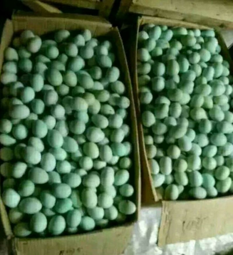 绿壳蛋鸡苗35~45克出壳苗通货
