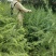 雪松2cm以下