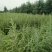 雪松2cm以下