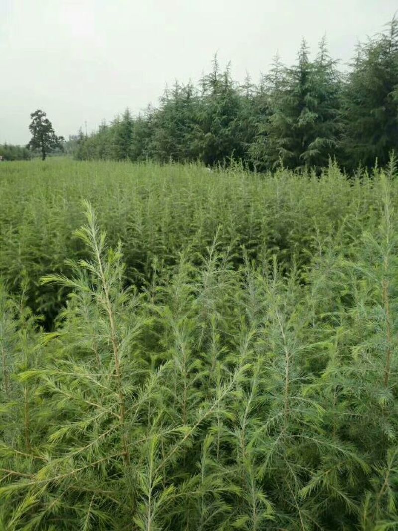 雪松2cm以下