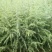雪松2cm以下