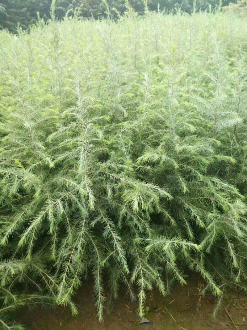 雪松2cm以下