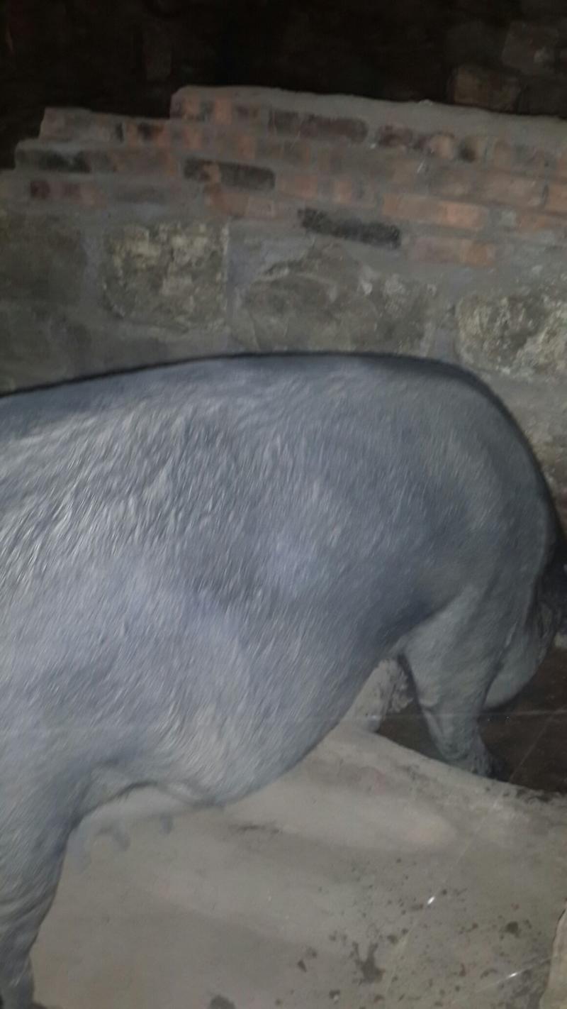 苏太猪种猪15~25kg