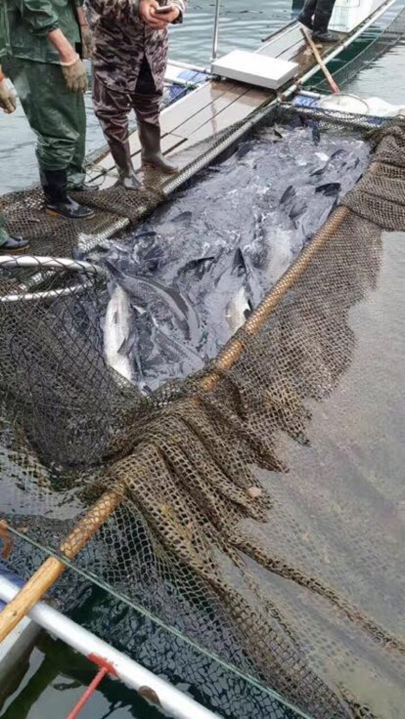 北美青鱼食用活鱼