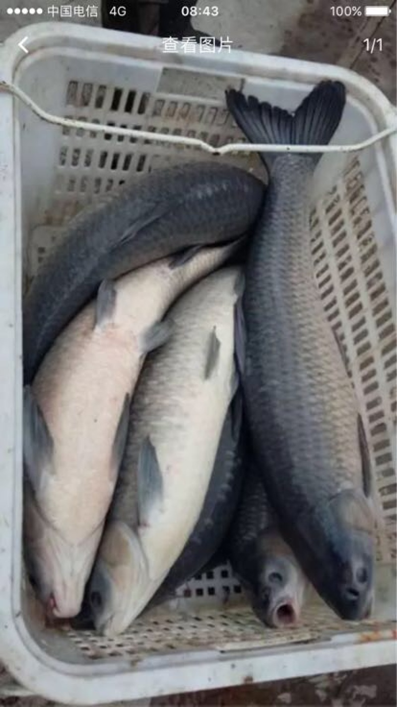 北美青鱼食用活鱼