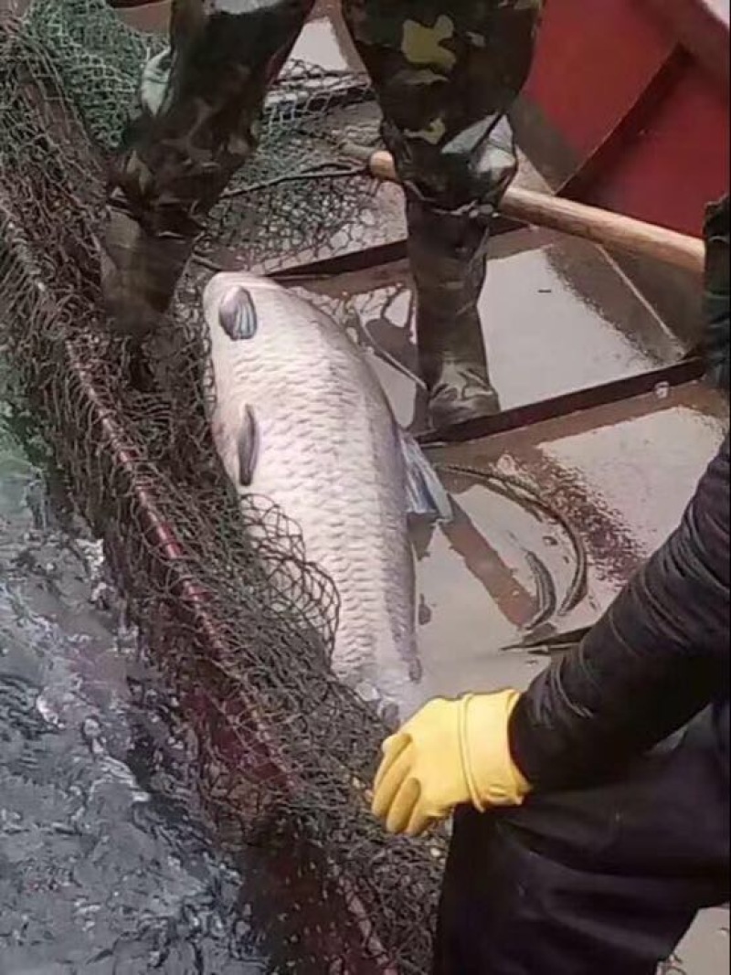 北美青鱼食用活鱼