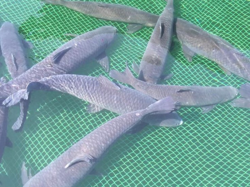北美青鱼食用活鱼