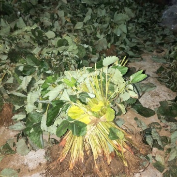 甜查理草莓苗30~40cm