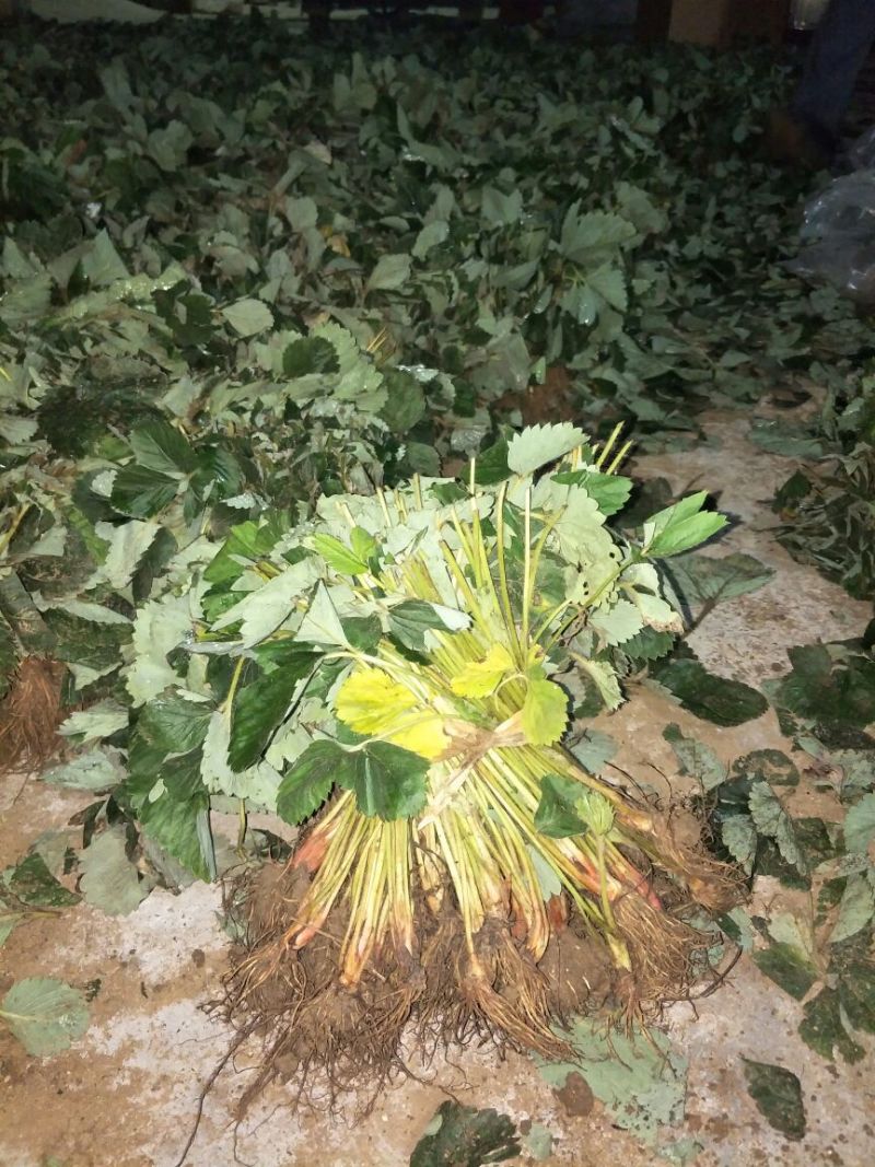 甜查理草莓苗30~40cm