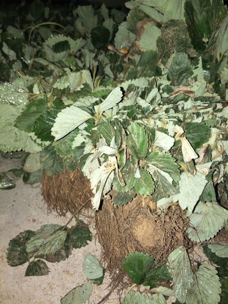 甜查理草莓苗30~40cm