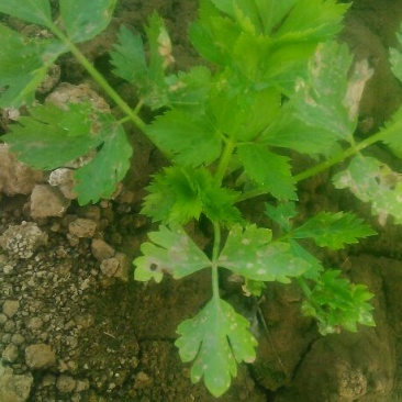 西芹60cm以上