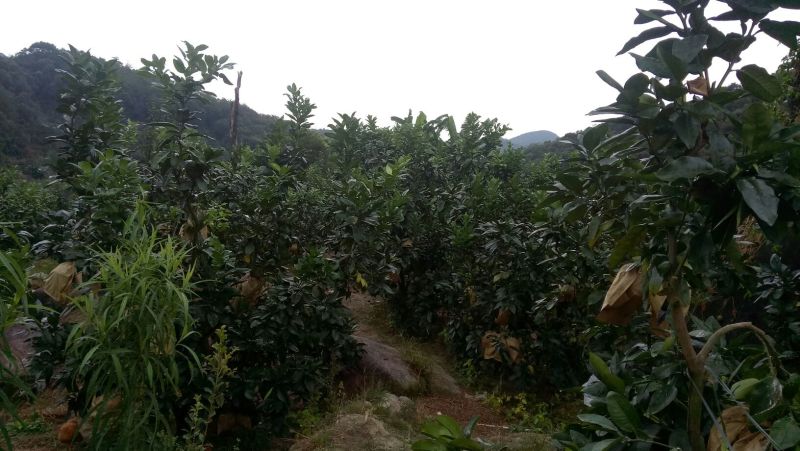 红心柚1.8斤以上