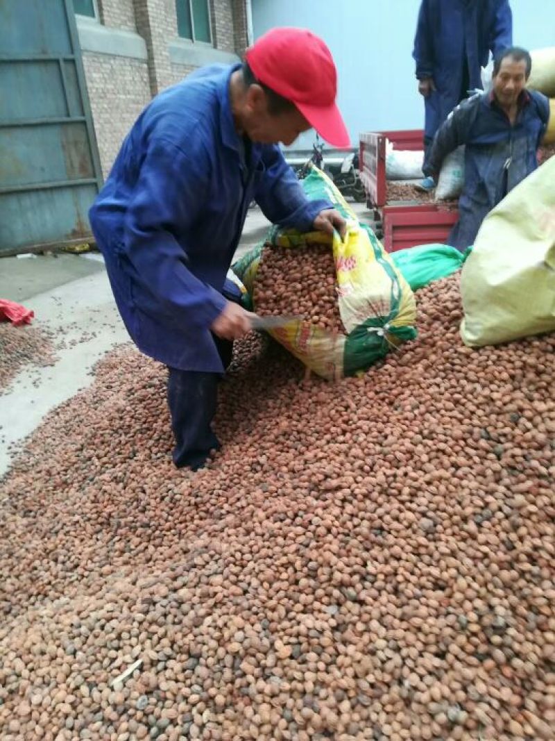 毛桃核