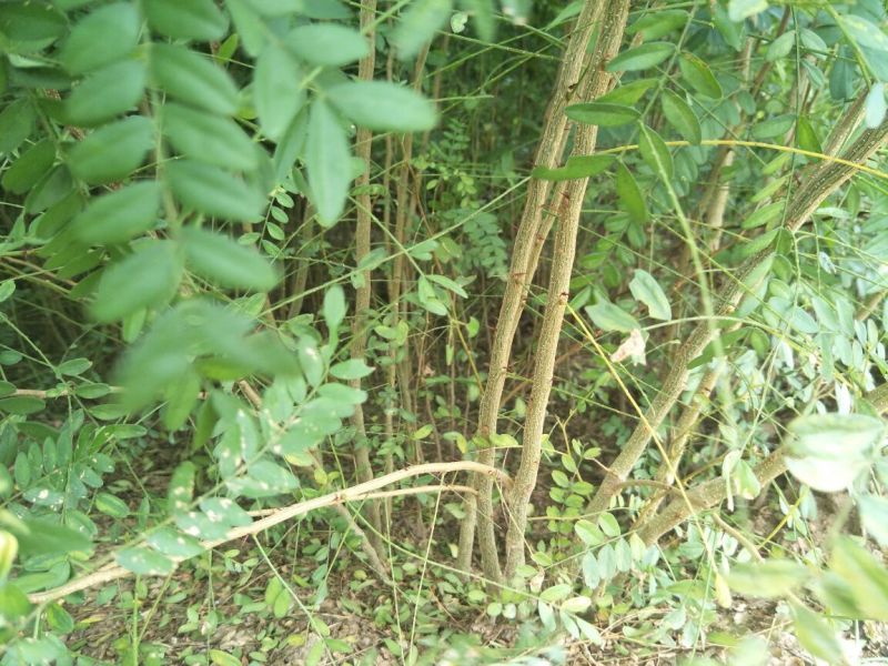 皂角树苗现起现发产地直销现场看苗地头装车