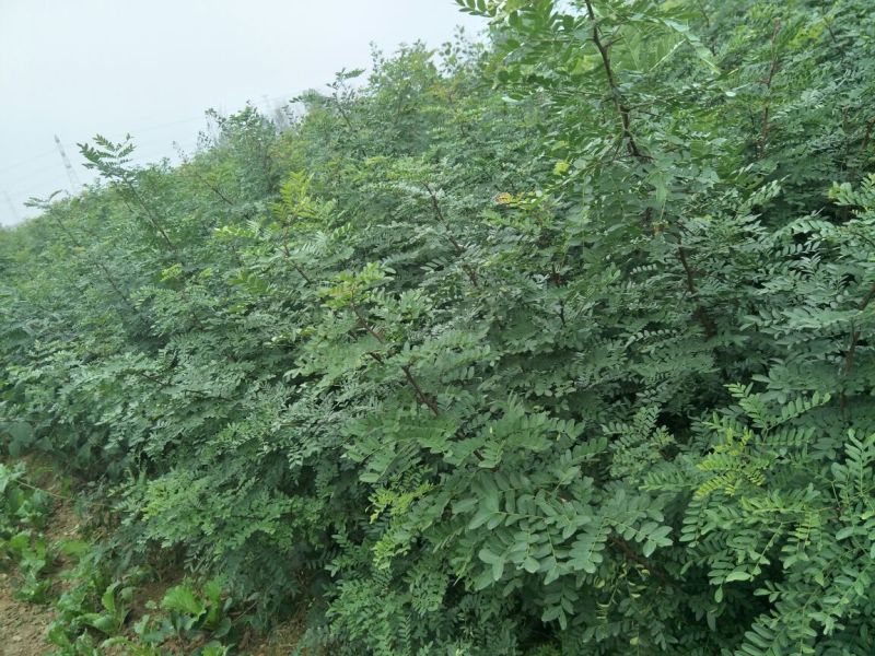 皂角树苗现起现发产地直销现场看苗地头装车