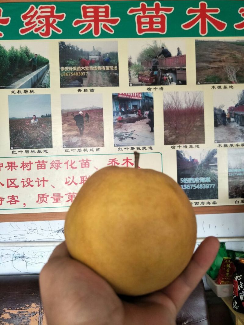 梨树苗黄金梨园黄梨秋月梨苗新梨7号早酥红梨品种
