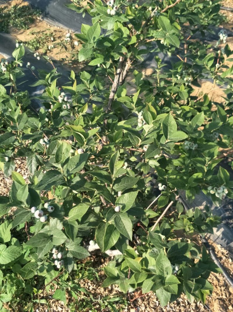 蓝莓苗蓝丰蓝莓苗都克蓝莓苗珠宝蓝莓苗品种纯