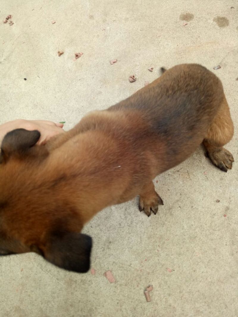 马犬狼青犬