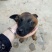 马犬狼青犬