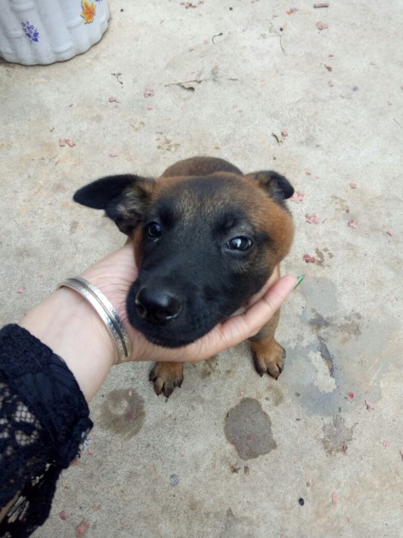 马犬狼青犬