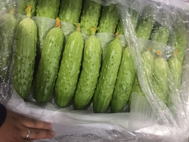 密刺黄瓜颜色绿