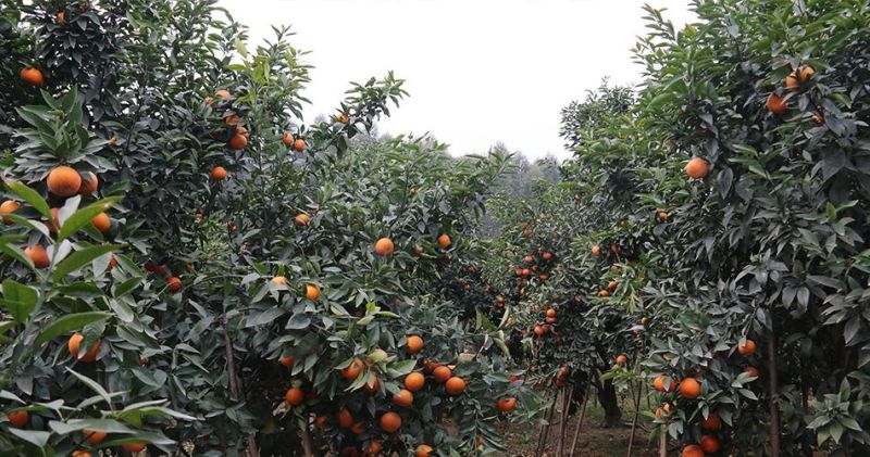 云南玉溪元江沃柑茂谷柑（大量有货，欢迎来电采购）