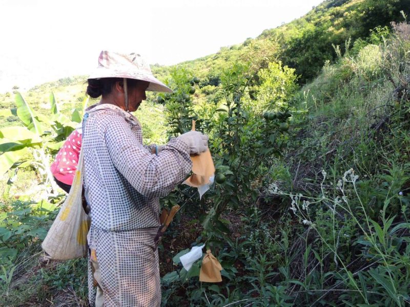 云南玉溪元江沃柑茂谷柑（大量有货，欢迎来电采购）