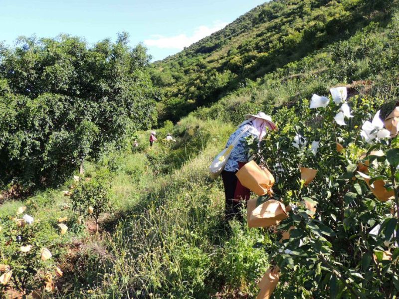云南玉溪元江沃柑茂谷柑（大量有货，欢迎来电采购）
