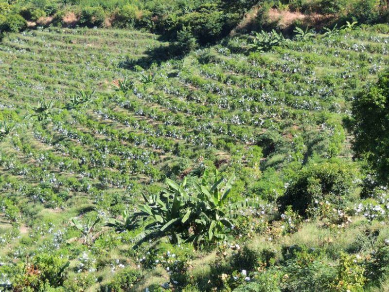 云南玉溪元江沃柑茂谷柑（大量有货，欢迎来电采购）
