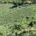 云南玉溪元江沃柑茂谷柑（大量有货，欢迎来电采购）