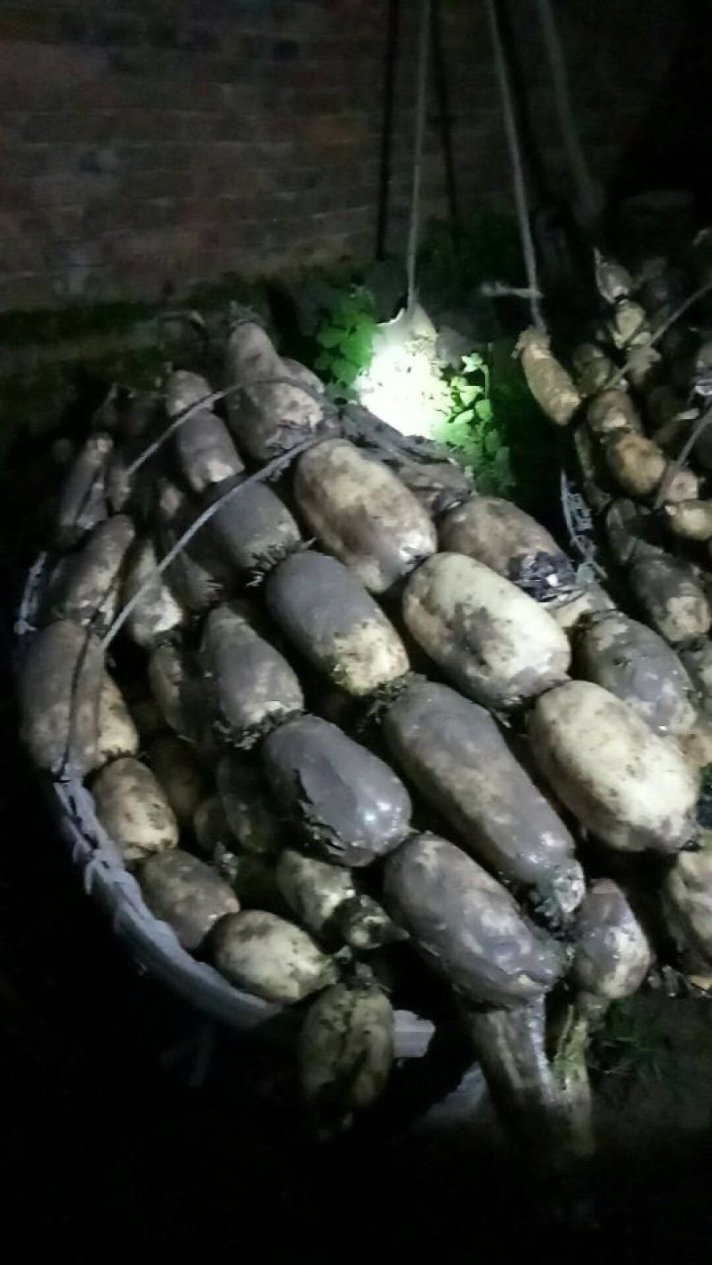 洪湖优质纯种莲藕苗，3735种6号莲藕苗，品种齐全，量大从优