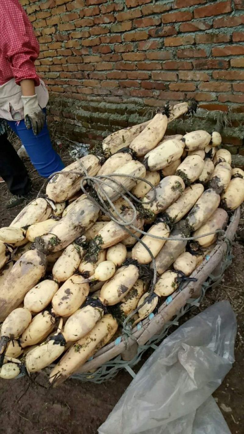 洪湖优质纯种莲藕苗，3735种6号莲藕苗，品种齐全，量大从优