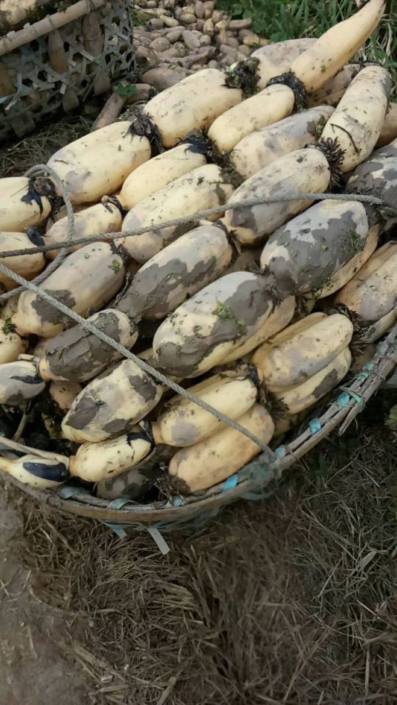 洪湖优质纯种莲藕苗，3735种6号莲藕苗，品种齐全，量大从优